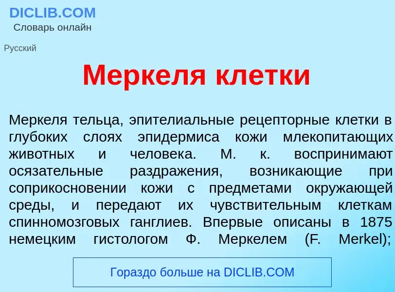 What is М<font color="red">е</font>ркеля кл<font color="red">е</font>тки - meaning and definition