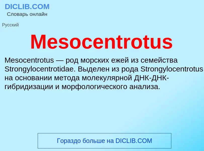 Was ist Mesocentrotus - Definition