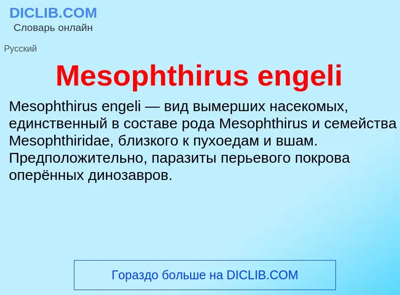 Was ist Mesophthirus engeli - Definition