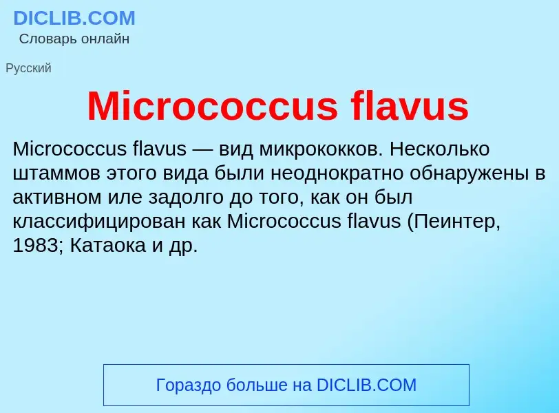 Was ist Micrococcus flavus - Definition