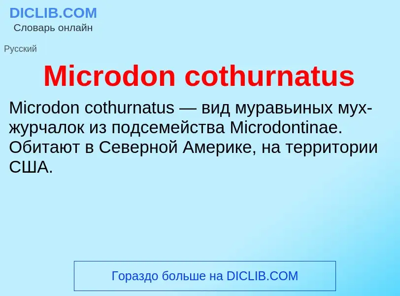 Was ist Microdon cothurnatus - Definition