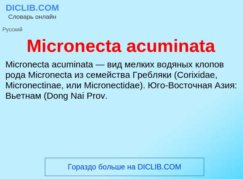 Was ist Micronecta acuminata - Definition