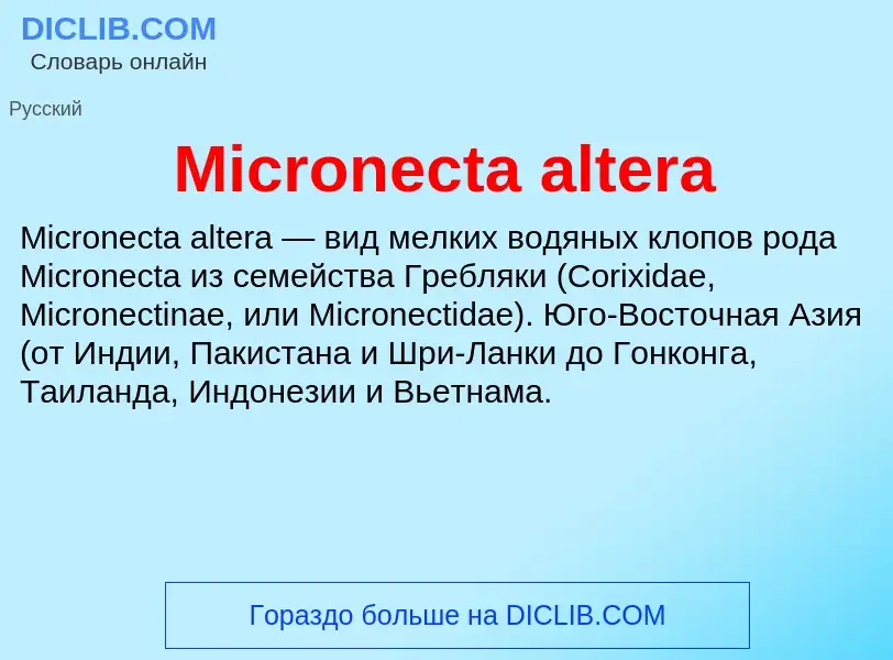 Was ist Micronecta altera - Definition