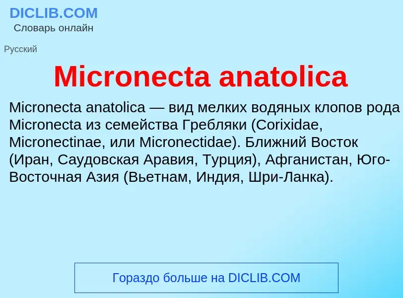 Was ist Micronecta anatolica - Definition