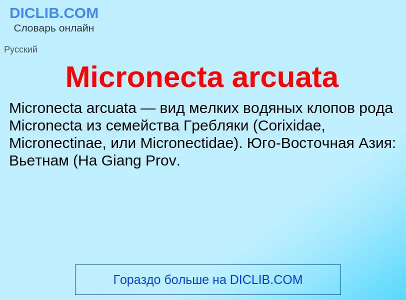 Was ist Micronecta arcuata - Definition