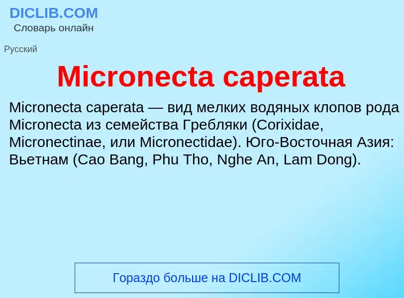 Was ist Micronecta caperata - Definition