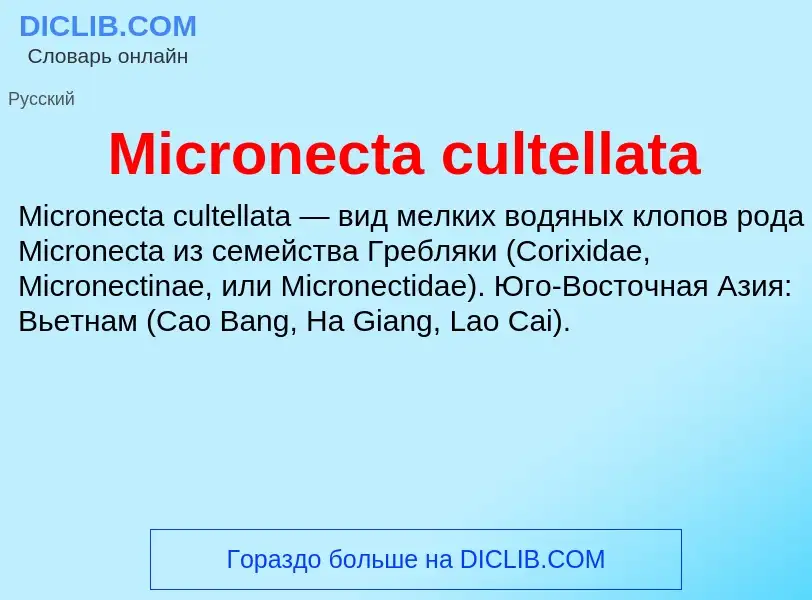 Was ist Micronecta cultellata - Definition