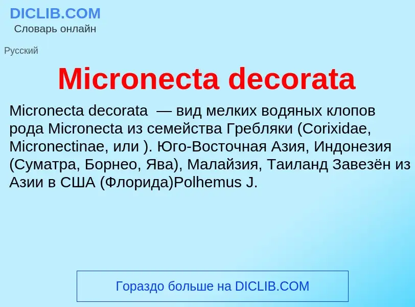 Was ist Micronecta decorata - Definition