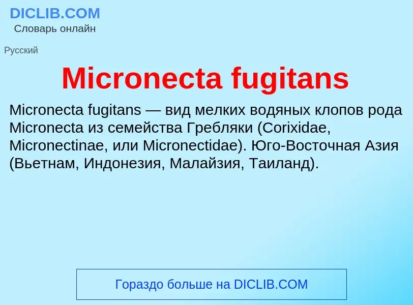 Was ist Micronecta fugitans - Definition