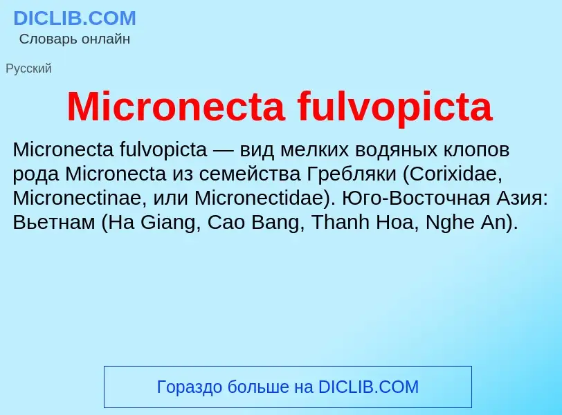 Was ist Micronecta fulvopicta - Definition