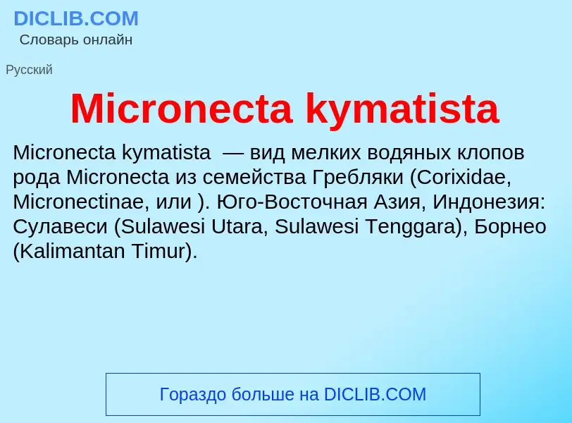 Was ist Micronecta kymatista - Definition