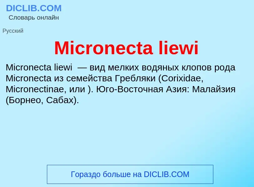 Was ist Micronecta liewi - Definition