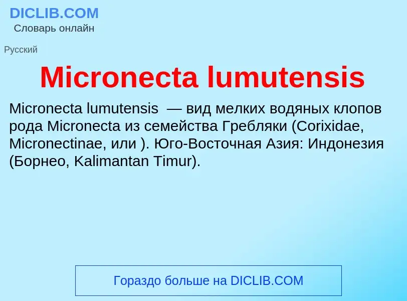 Was ist Micronecta lumutensis - Definition