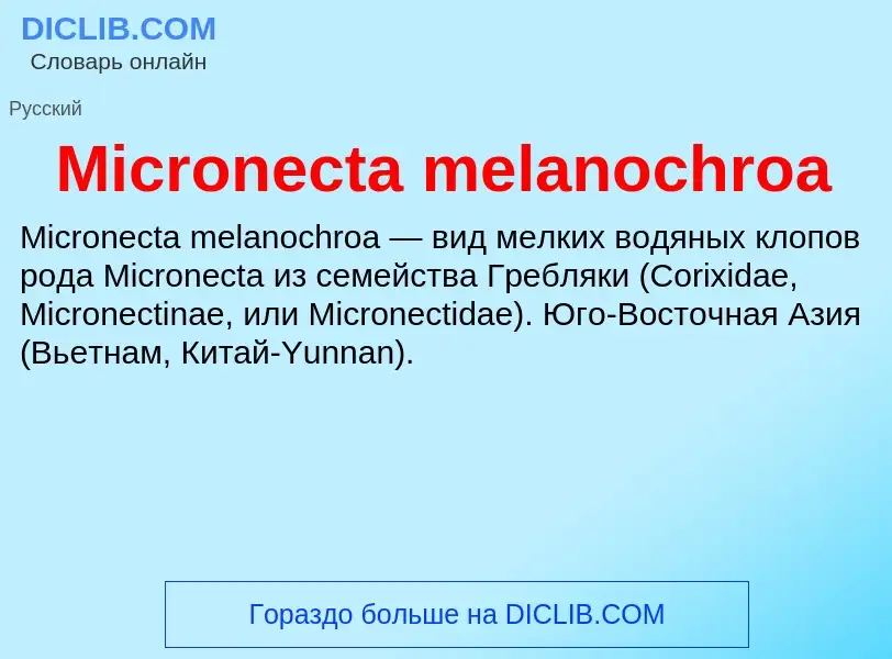 Was ist Micronecta melanochroa - Definition