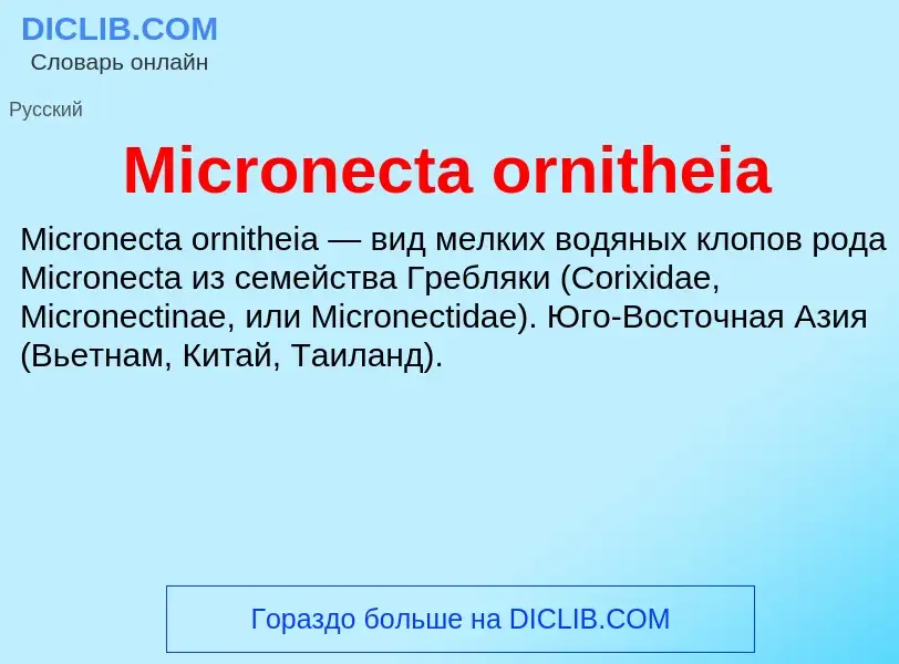 Was ist Micronecta ornitheia - Definition