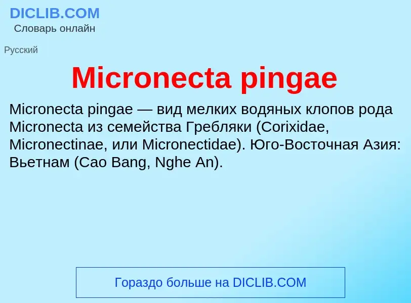 Was ist Micronecta pingae - Definition