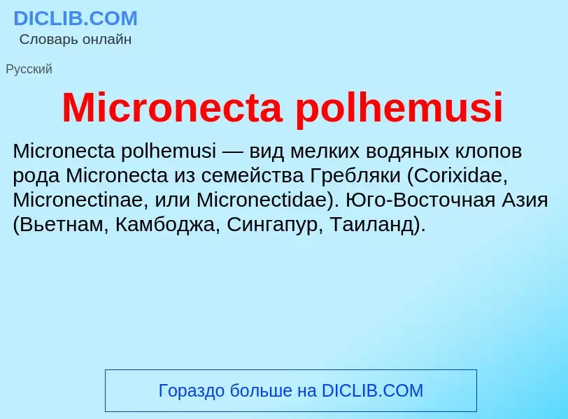 Was ist Micronecta polhemusi - Definition