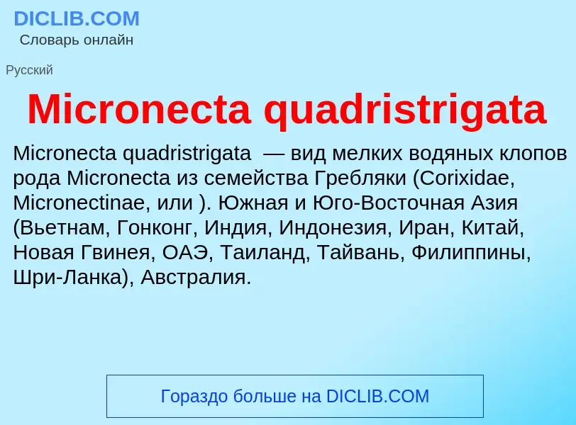 Was ist Micronecta quadristrigata - Definition