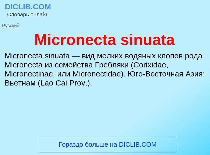 Was ist Micronecta sinuata - Definition