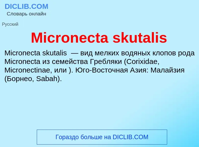 Was ist Micronecta skutalis - Definition