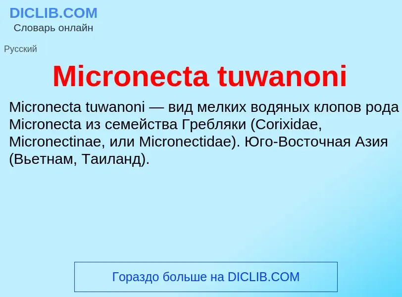 Was ist Micronecta tuwanoni - Definition