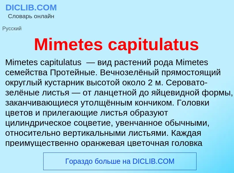 Was ist Mimetes capitulatus - Definition