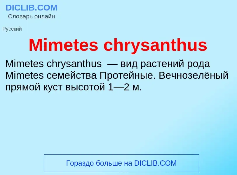 Was ist Mimetes chrysanthus - Definition