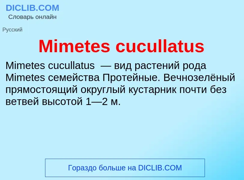 Was ist Mimetes cucullatus - Definition