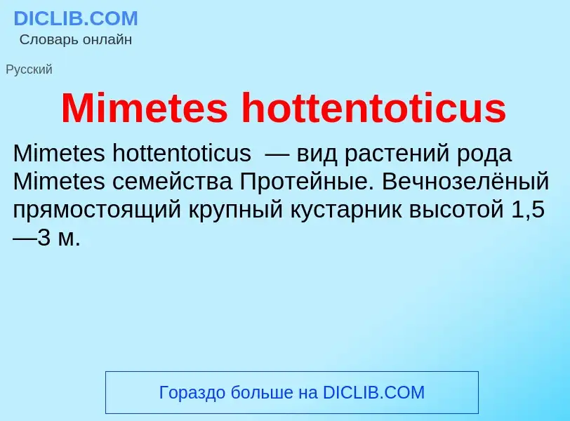 Was ist Mimetes hottentoticus - Definition