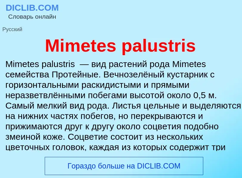 Was ist Mimetes palustris - Definition