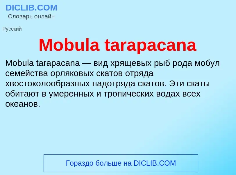 Was ist Mobula tarapacana - Definition