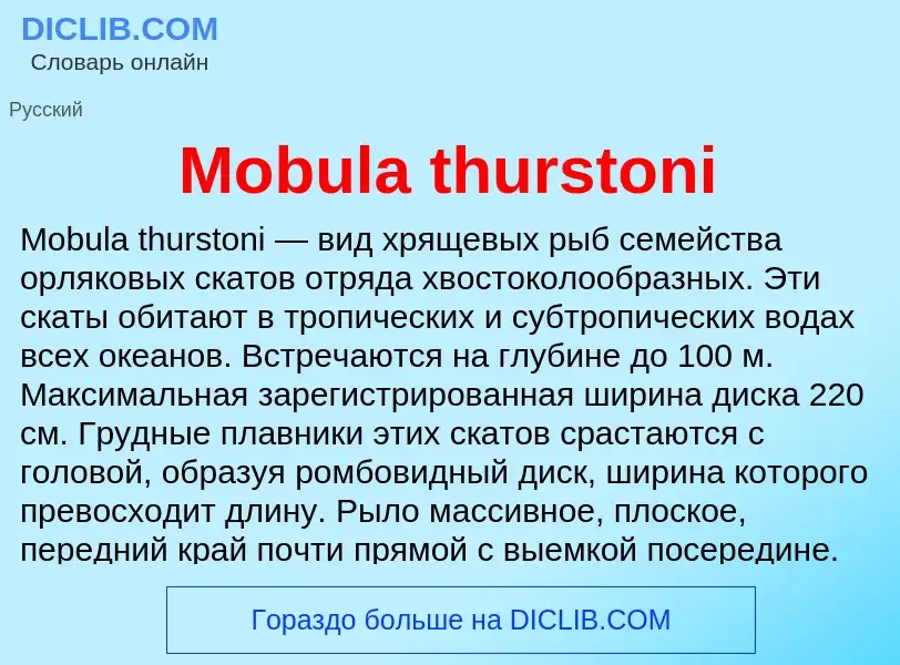 Was ist Mobula thurstoni - Definition