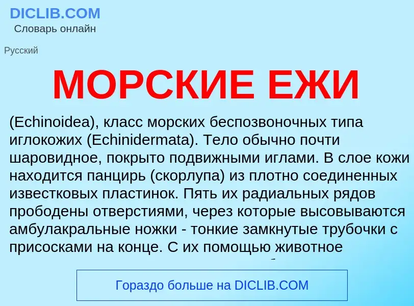 Что такое МОРСКИЕ ЕЖИ - определение