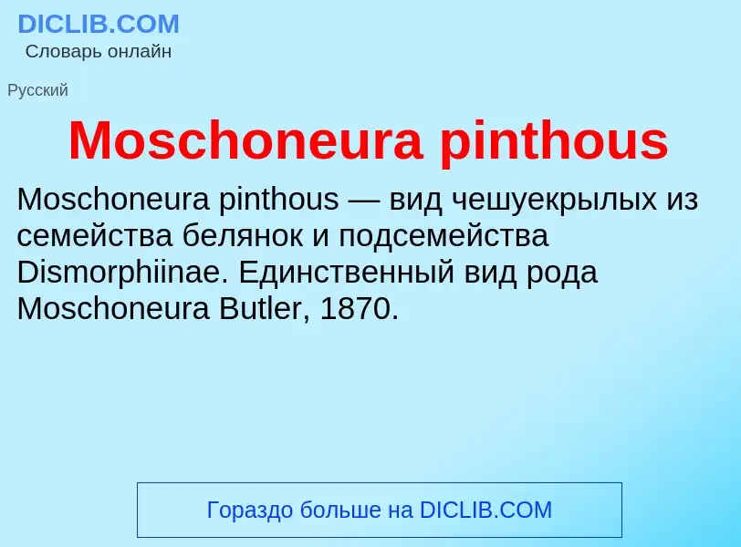 Что такое Moschoneura pinthous - определение