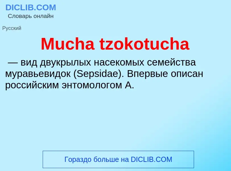 What is Mucha tzokotucha - meaning and definition