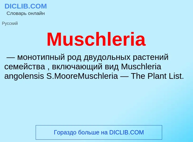 Was ist Muschleria - Definition