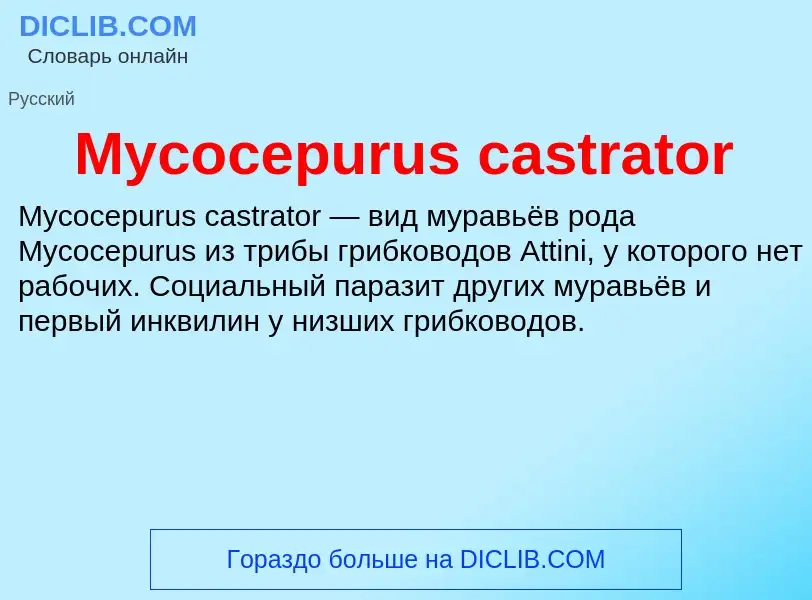 Τι είναι Mycocepurus castrator - ορισμός