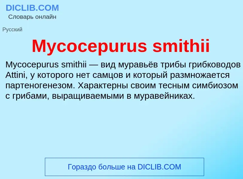 ¿Qué es Mycocepurus smithii? - significado y definición