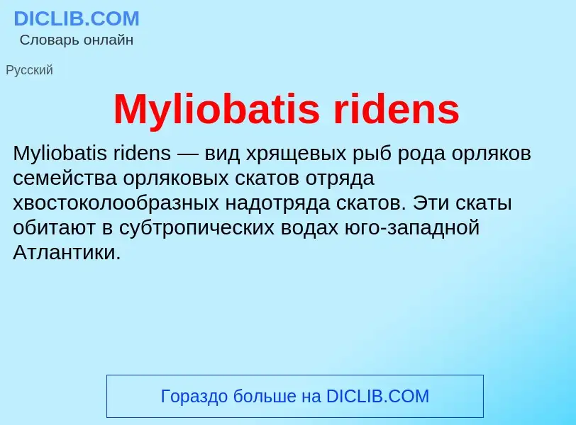 What is Myliobatis ridens - definition