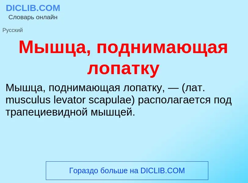 Что такое Мышца, поднимающая лопатку - определение