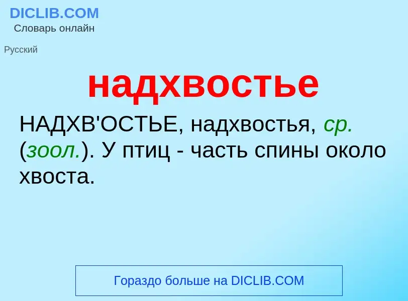 Wat is надхвостье - definition