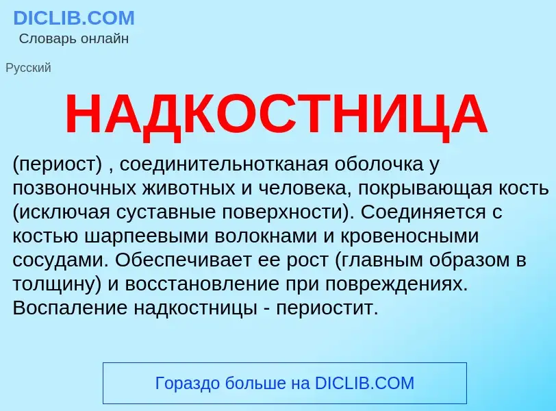 ¿Qué es НАДКОСТНИЦА? - significado y definición