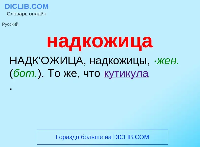 What is надкожица - definition