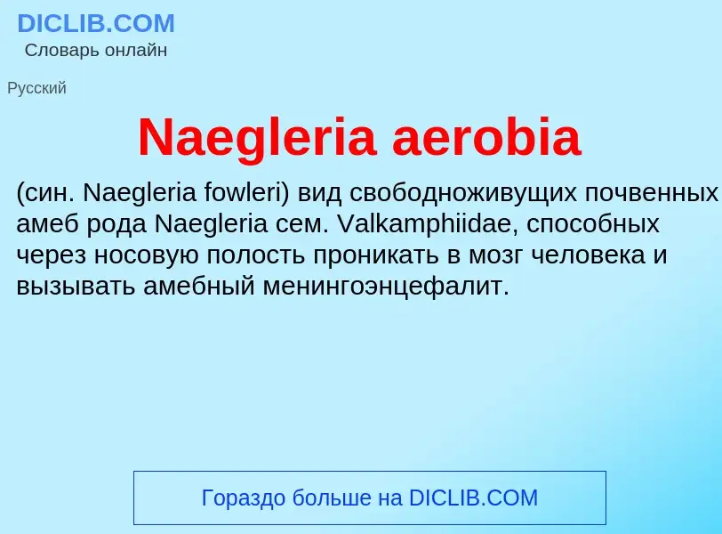 Что такое Naegleria aerobia  - определение