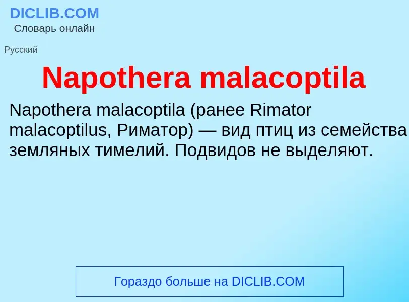 Что такое Napothera malacoptila - определение