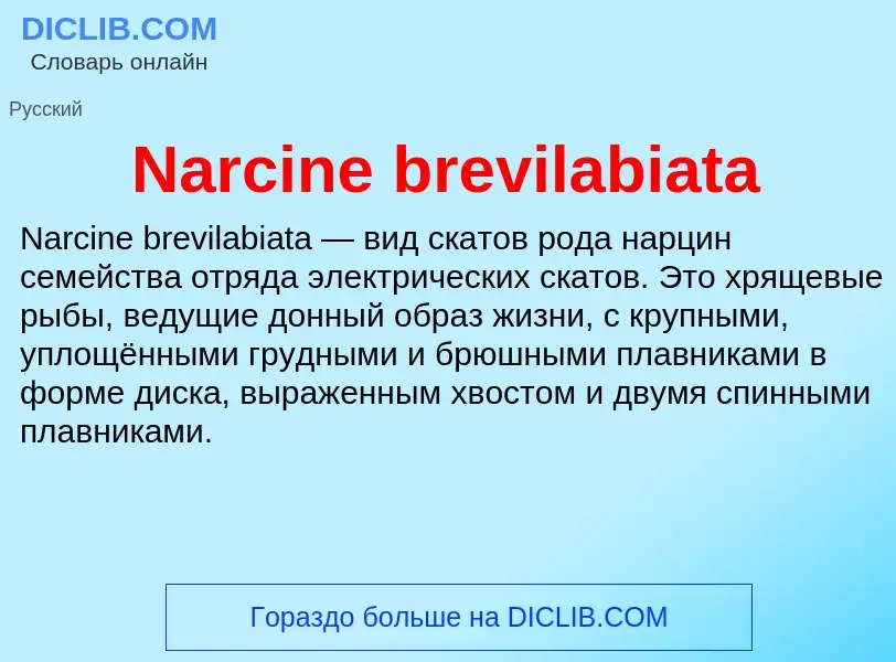 Что такое Narcine brevilabiata - определение