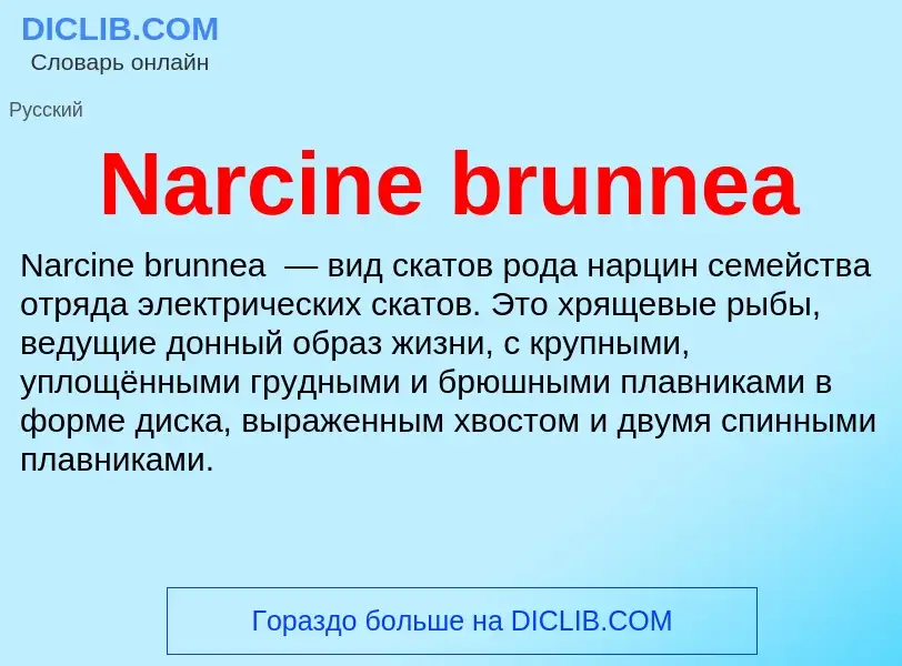 Что такое Narcine brunnea - определение