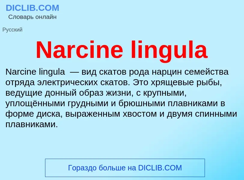 Что такое Narcine lingula - определение