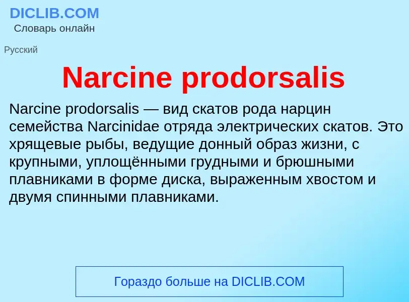 Что такое Narcine prodorsalis - определение