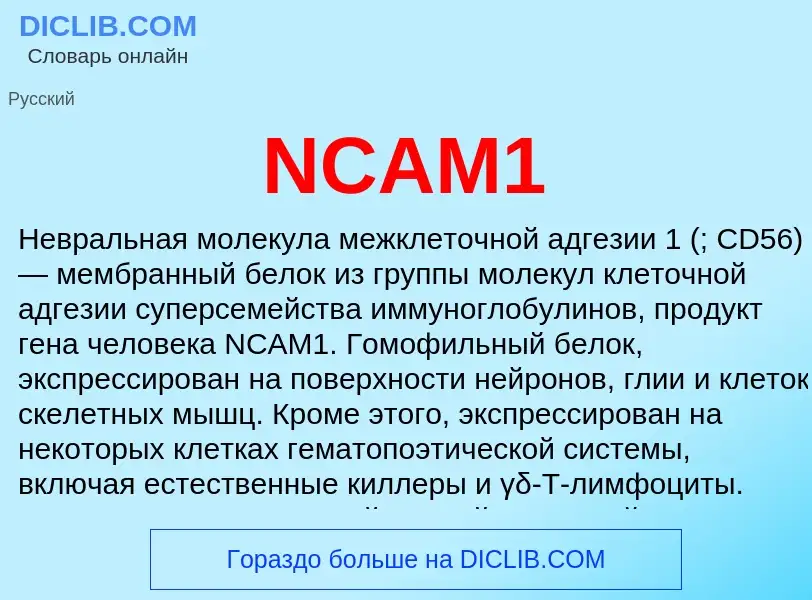 Что такое NCAM1 - определение